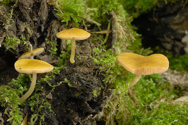 Pluteus chrysophlebius